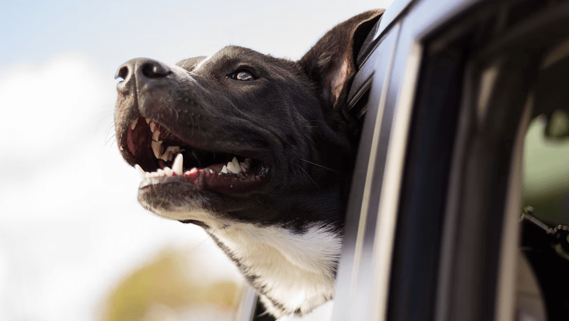Viajar com pets exige planejamento e atenção às regras de transporte