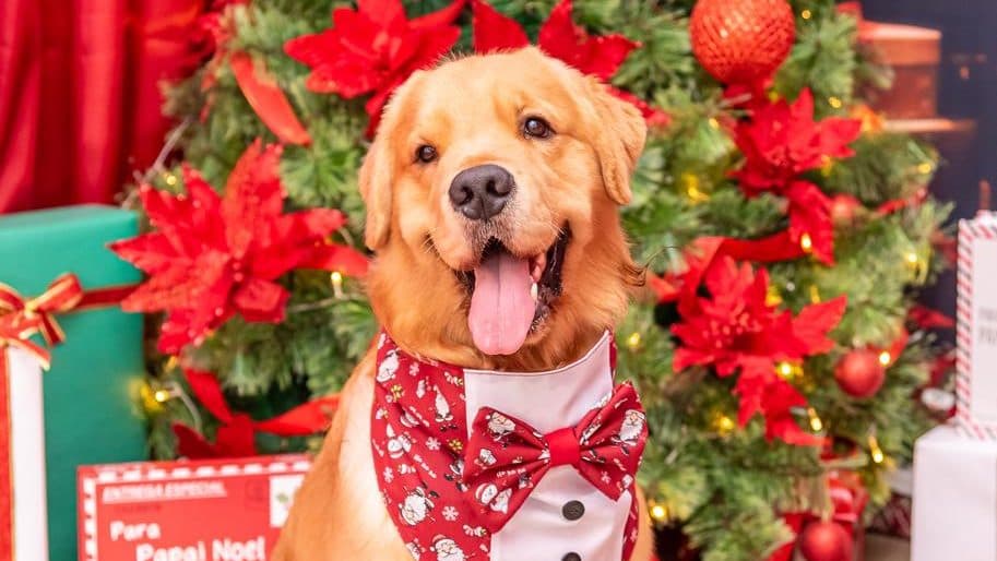 Dog Noel no Jardins Open Mall: evento especial de Natal para os pets